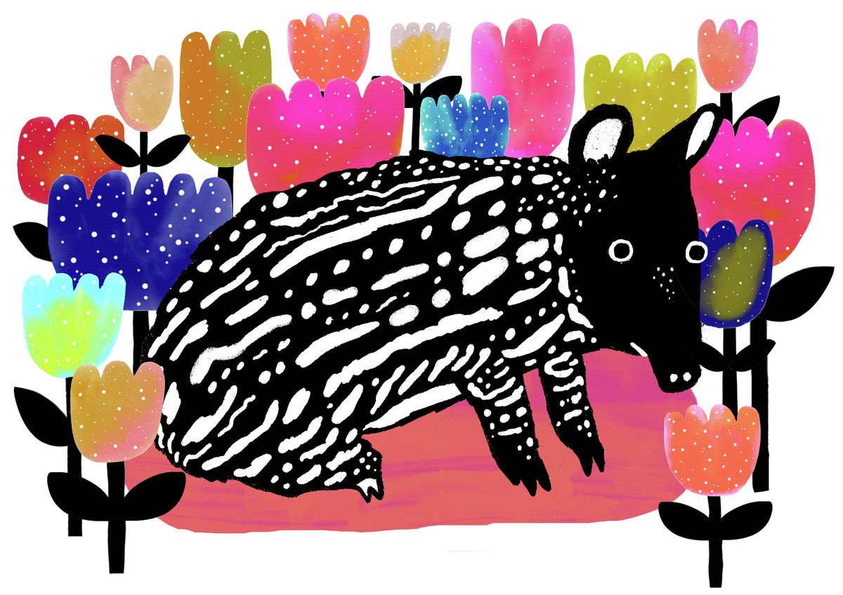 Baby Tapir