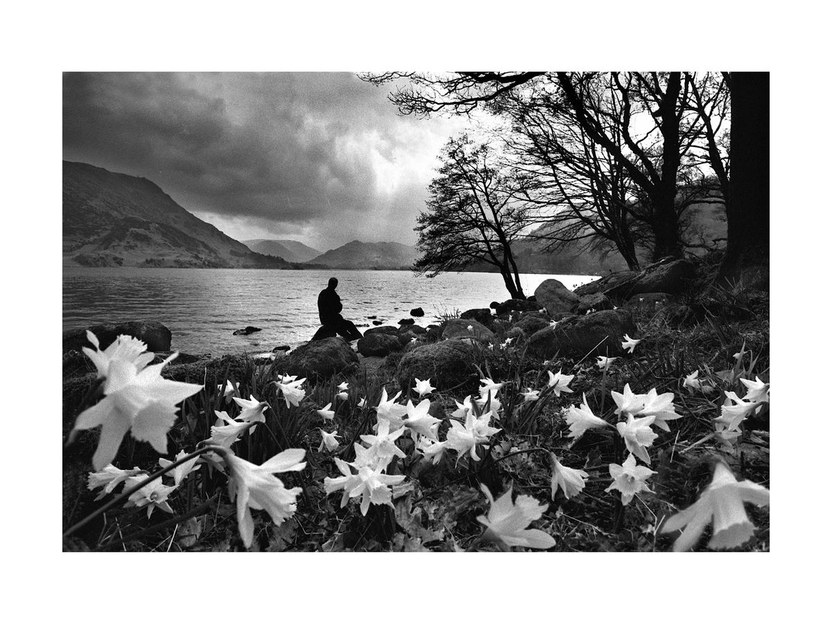 Daffodils, April 1995