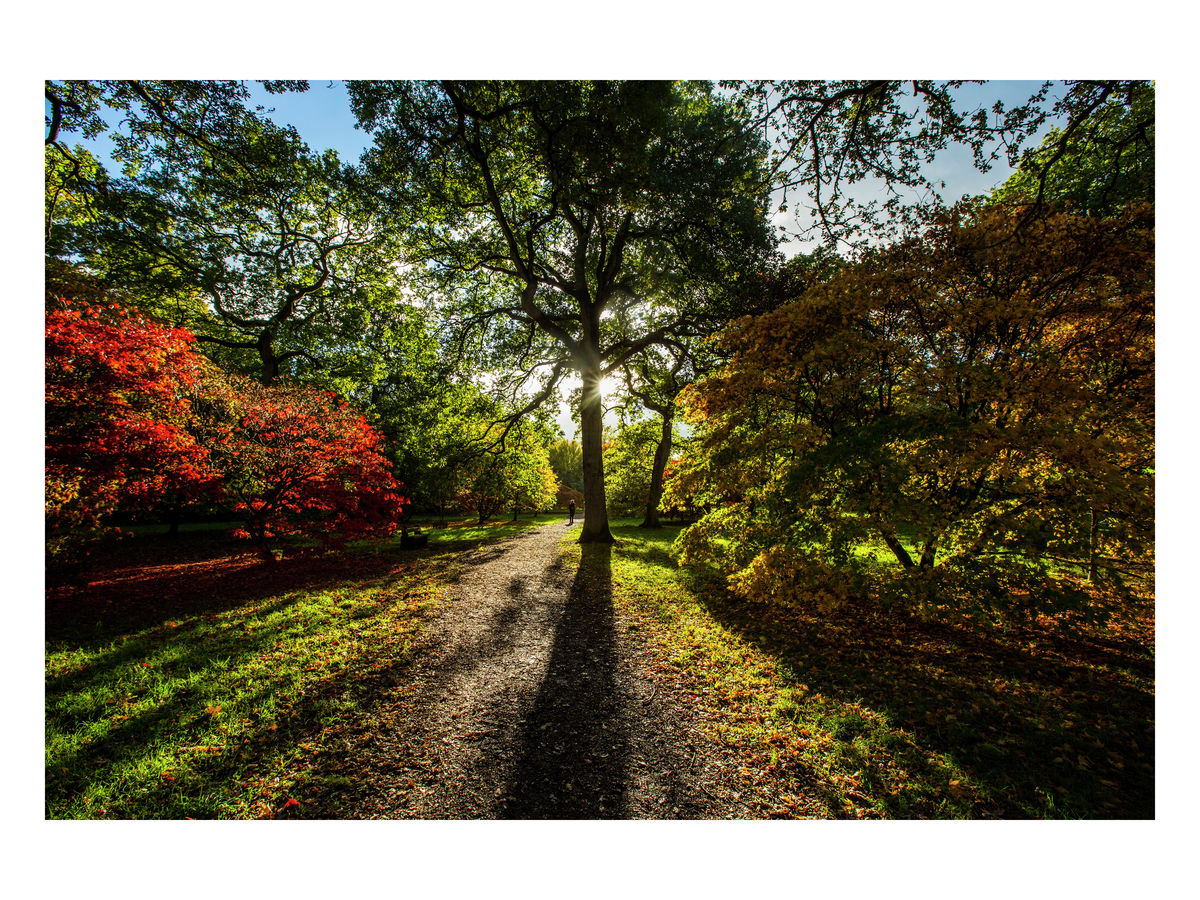 Westonbirt Arboretum, November 2013