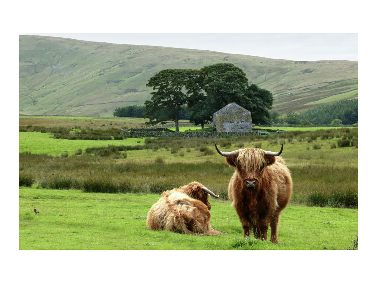 Highland cattle, Cumbria, 2004