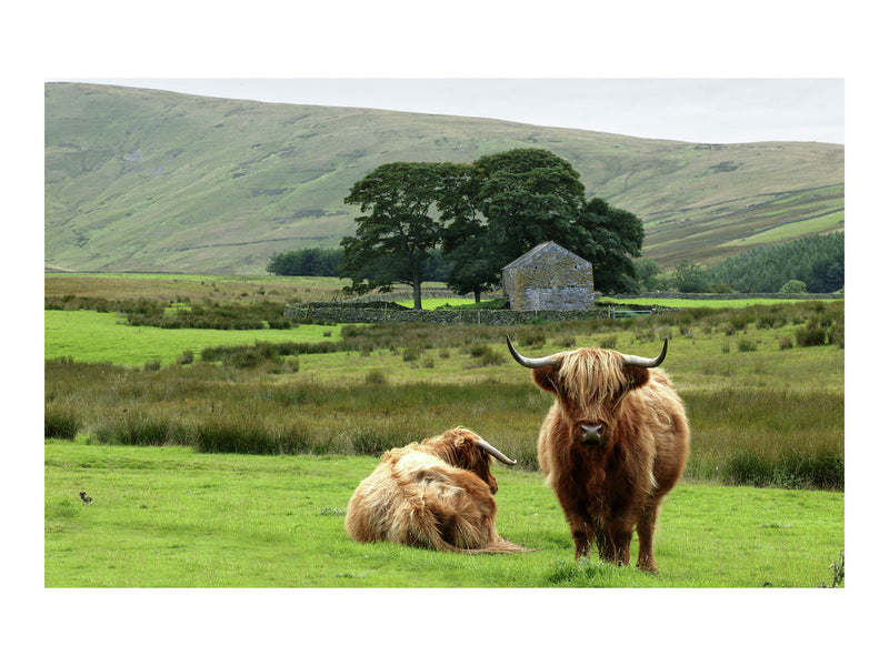 Highland cattle, Cumbria, 2004
