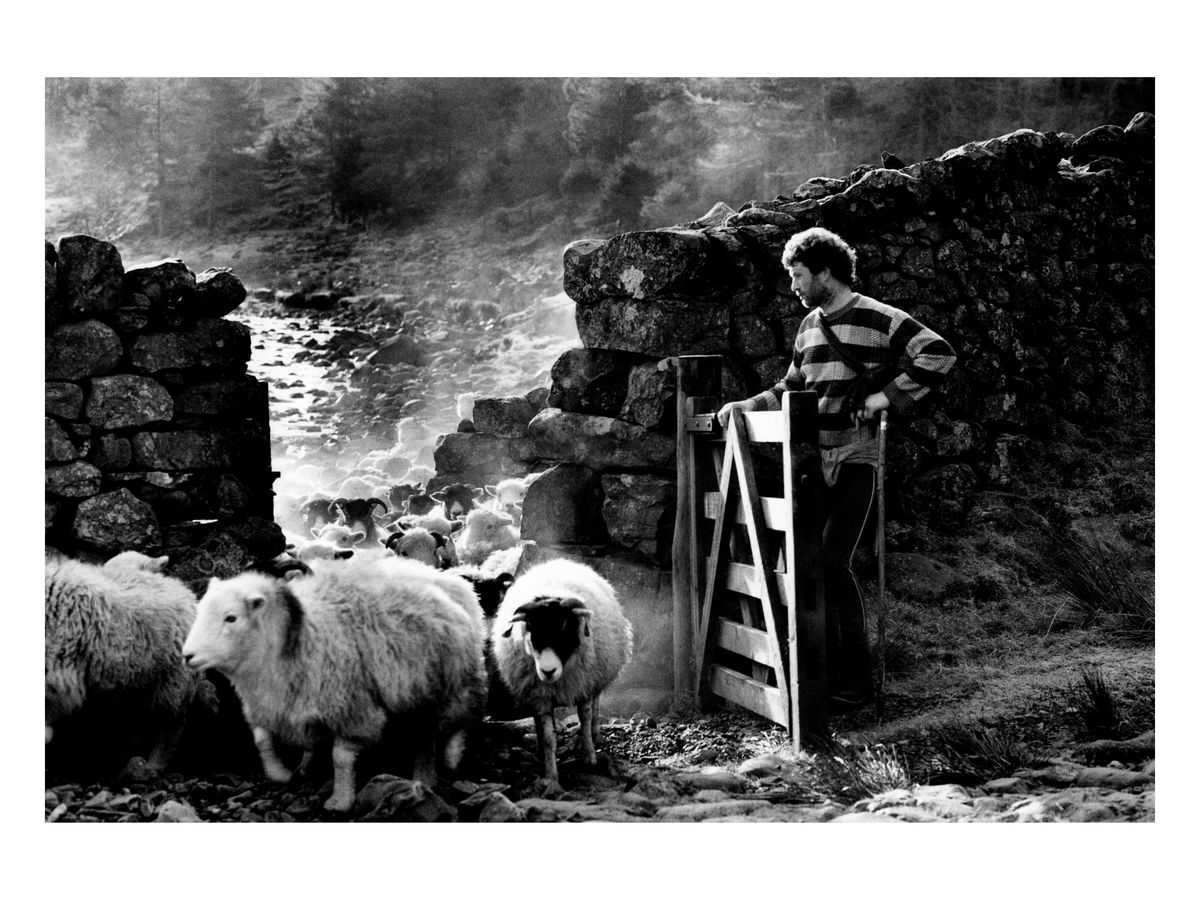 Cumbrian Shepherd, 1990