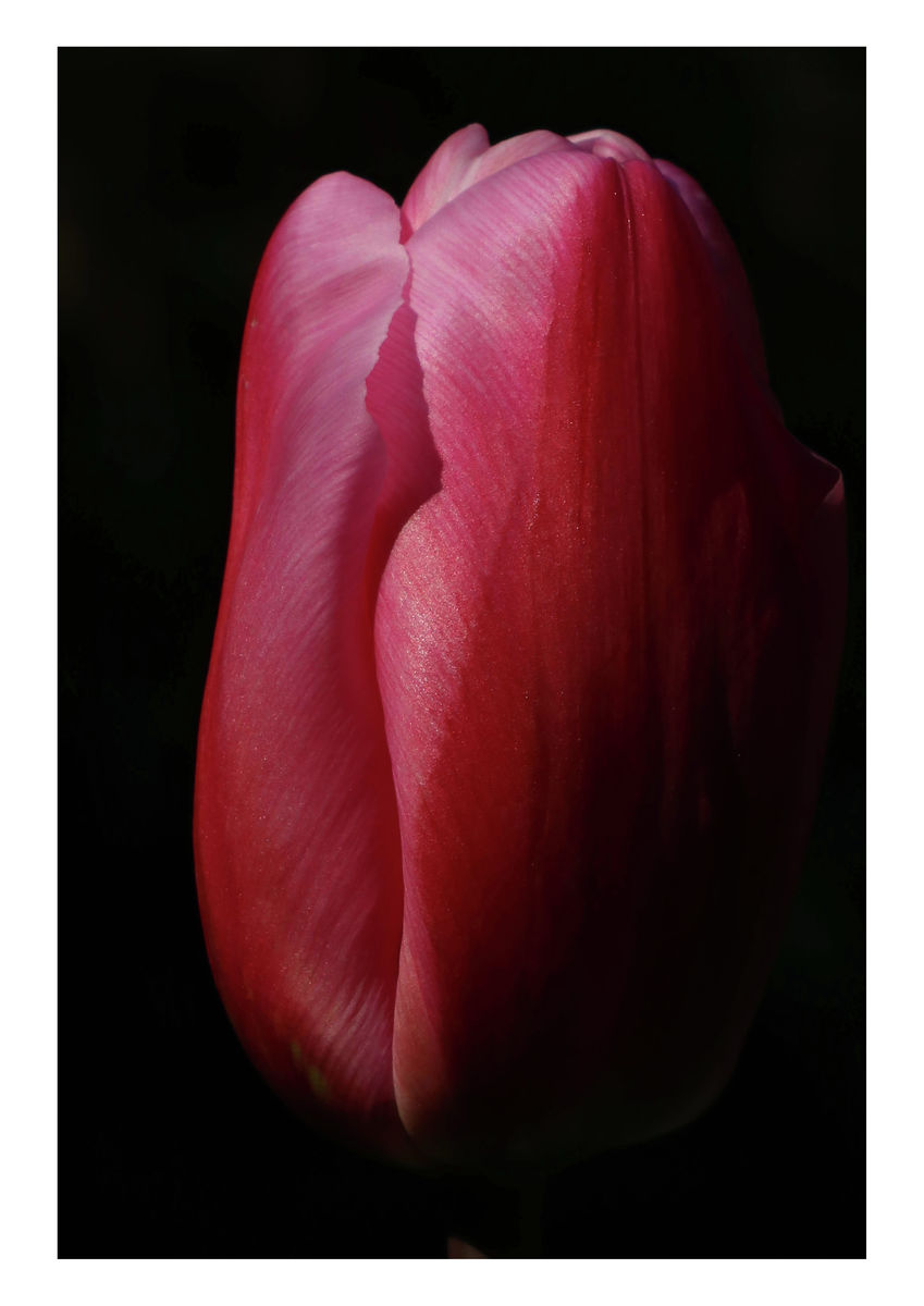 Christmas Dream, 27 March