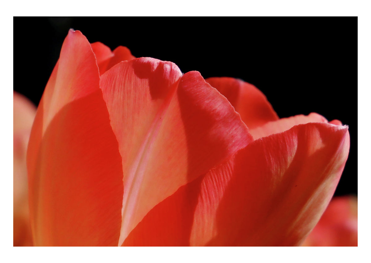 Mystik Van Eijk, 23 March