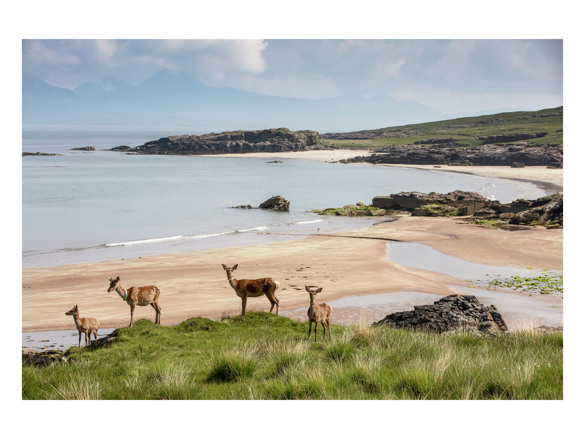 Hinds on Kilmory beach, Rum