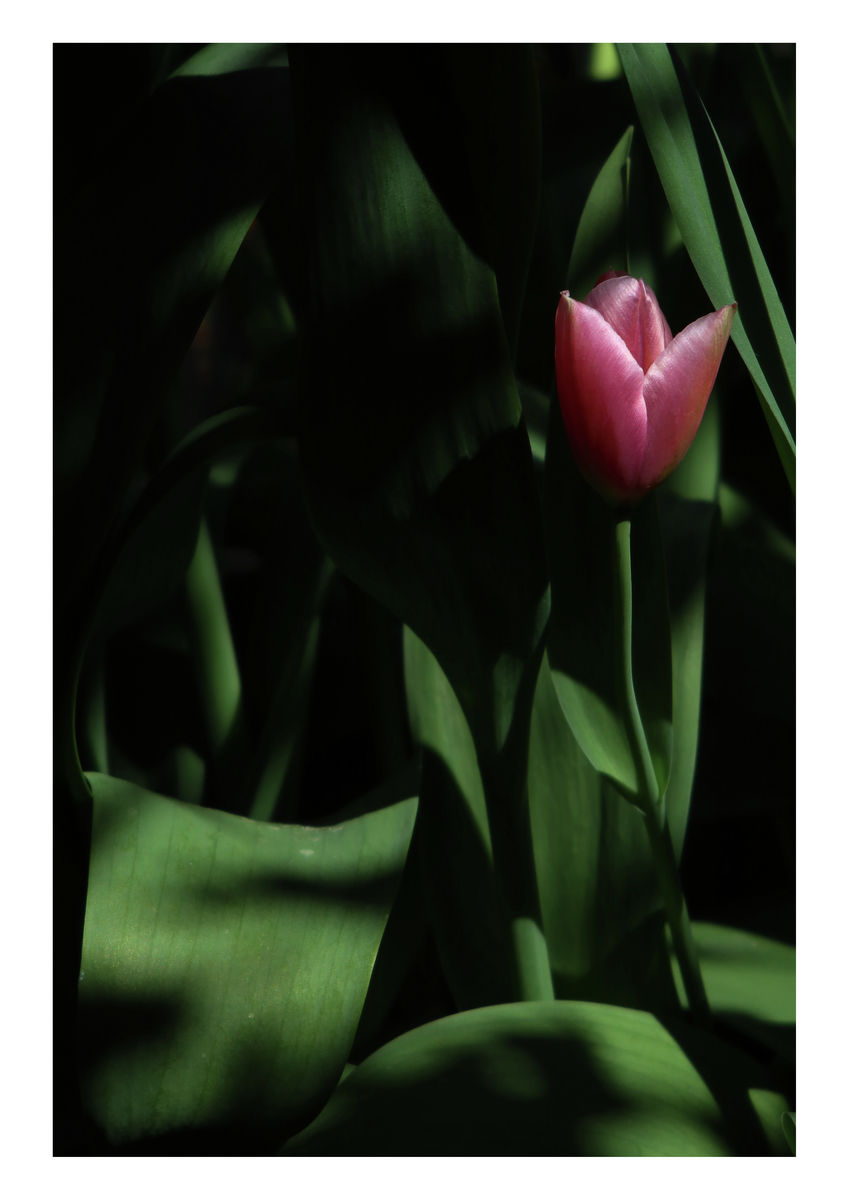 Christmas Dream, April