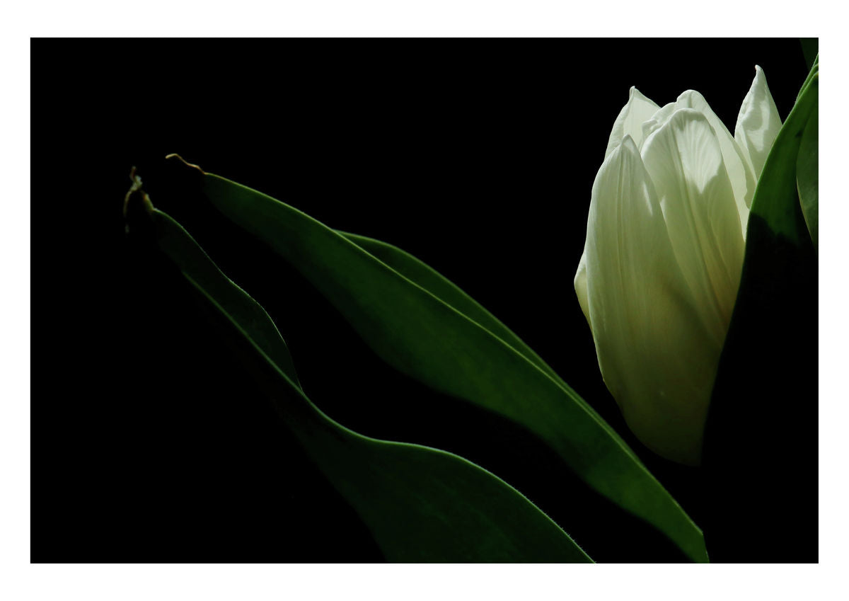 White Prince, 4 April