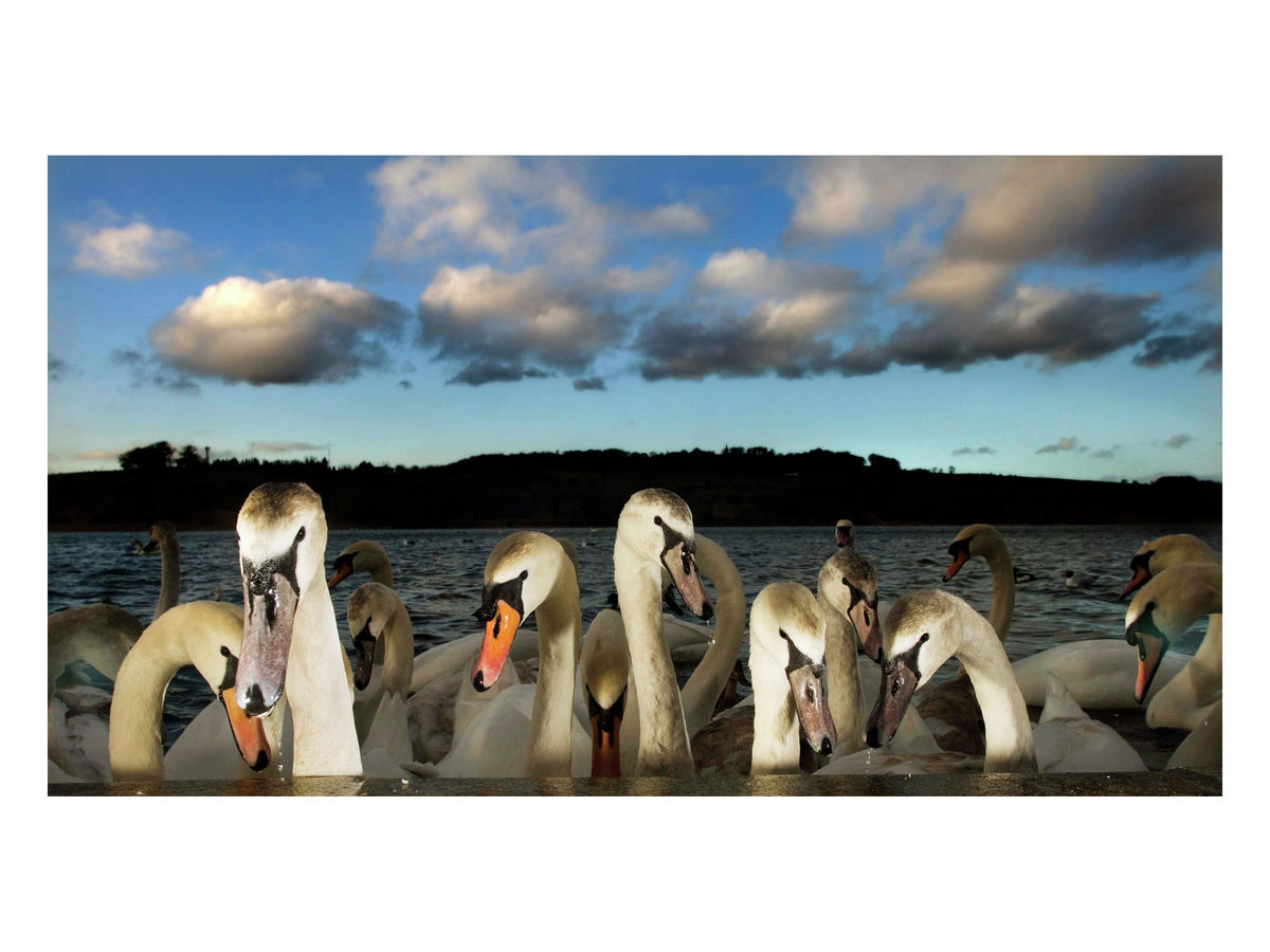 Swans at dusk at Linlithgow, Scotland
