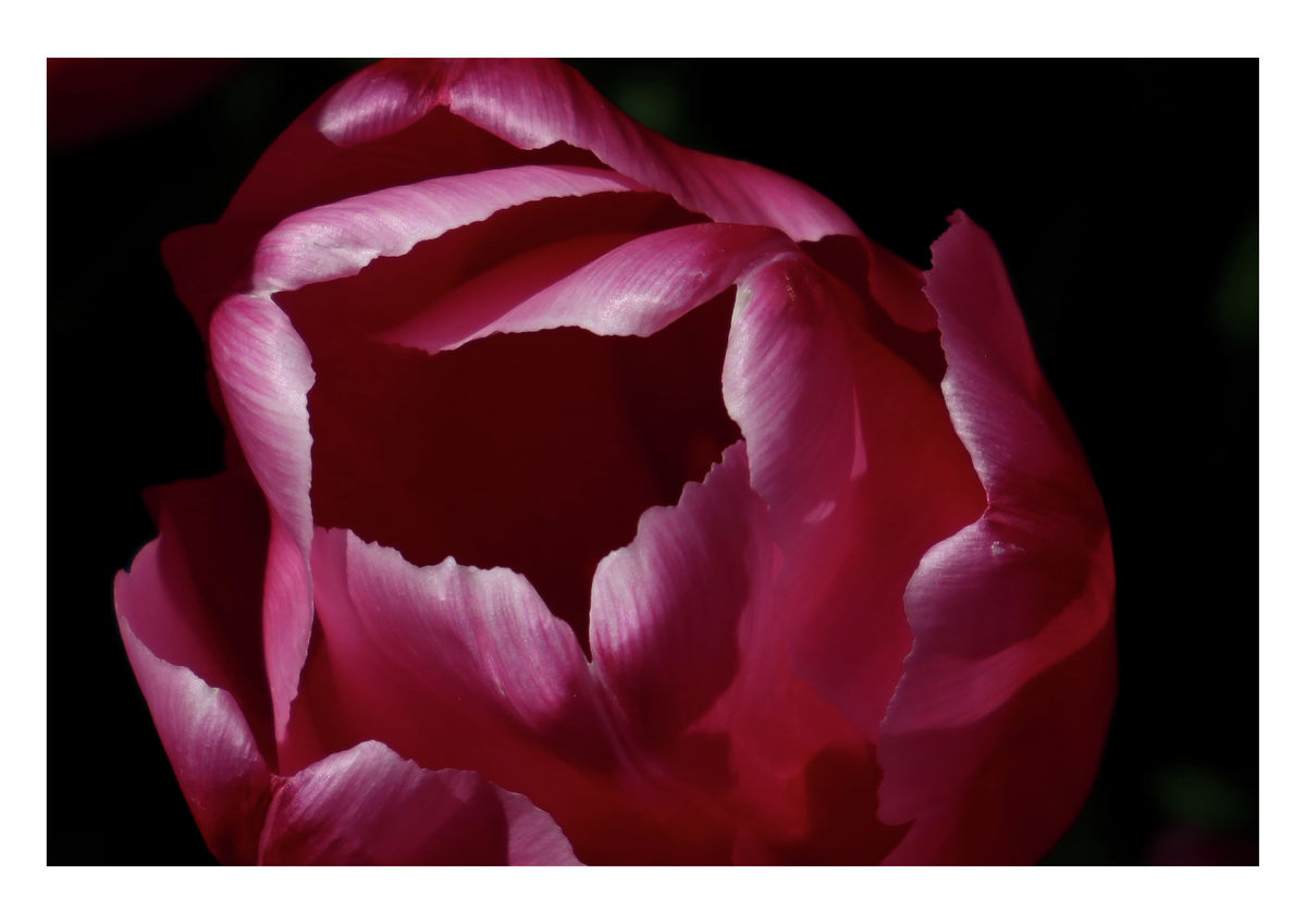 Christmas Dream, 14 April