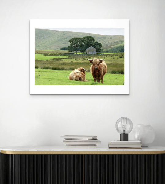 Highland cattle, Cumbria, 2004