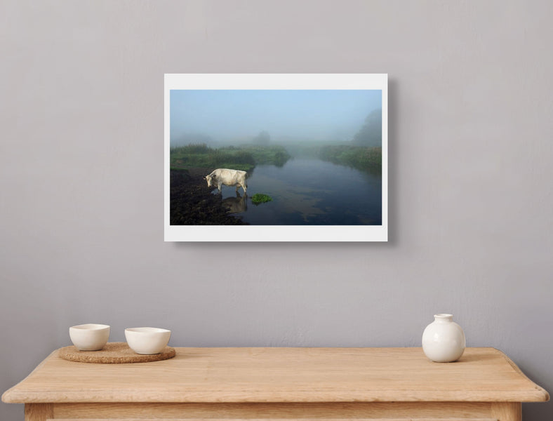 Cow in River, Suffolk coast, 2008