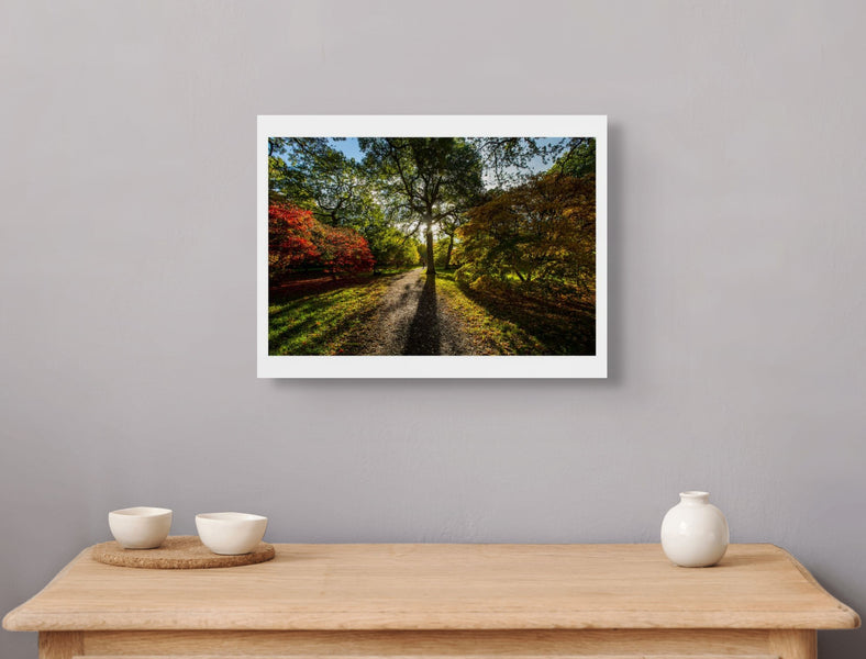 Westonbirt Arboretum, November 2013