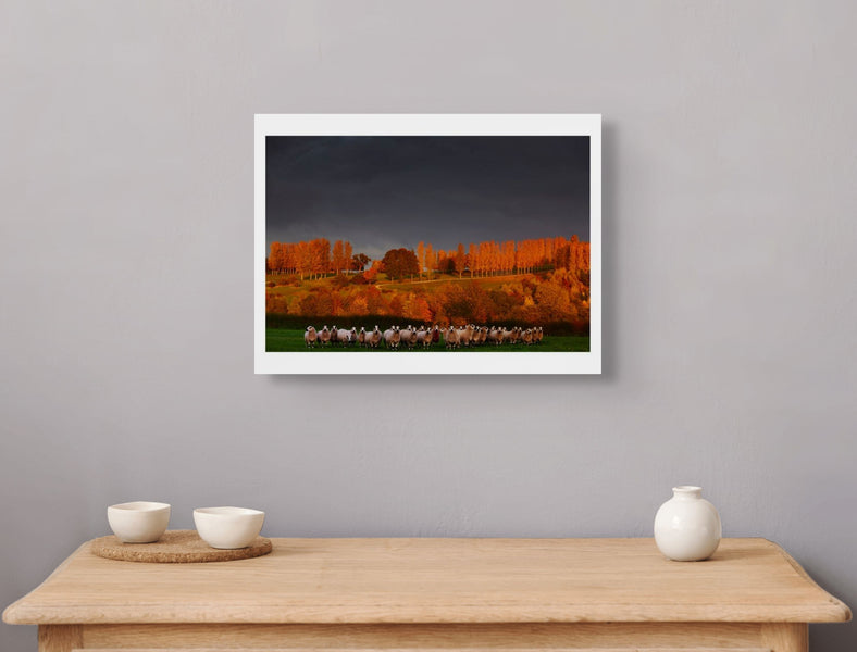 Sheep at sunset, October 2015