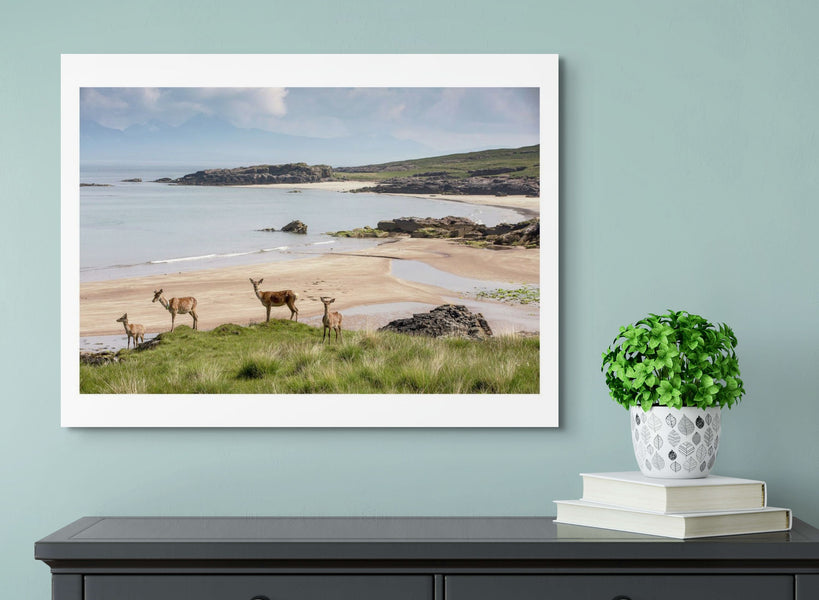 Hinds on Kilmory beach, Rum
