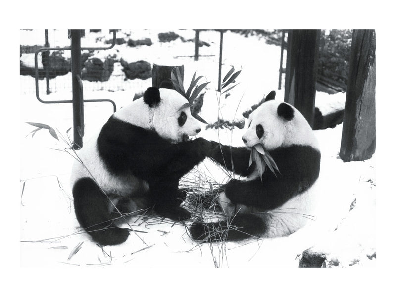 Ching Ching greets Chia Chia, December 1981