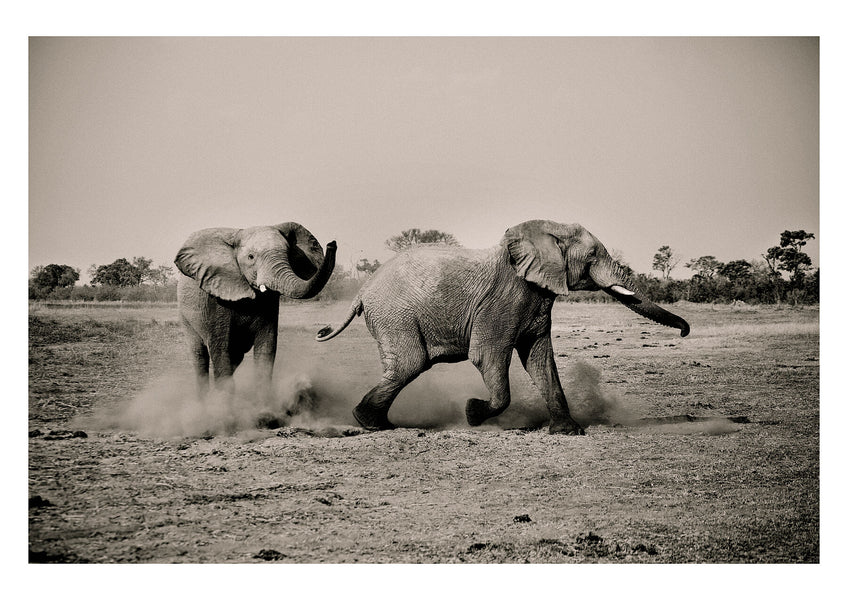 Elephants kick up the dust in play