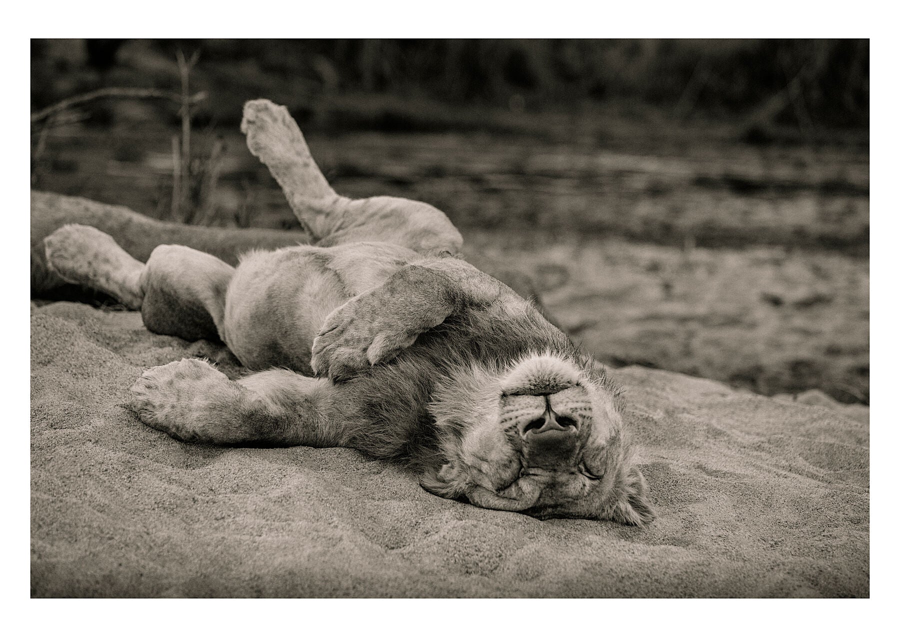 Female lion in repose after a hunt