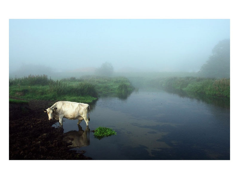 Cow in River, Suffolk coast, 2008