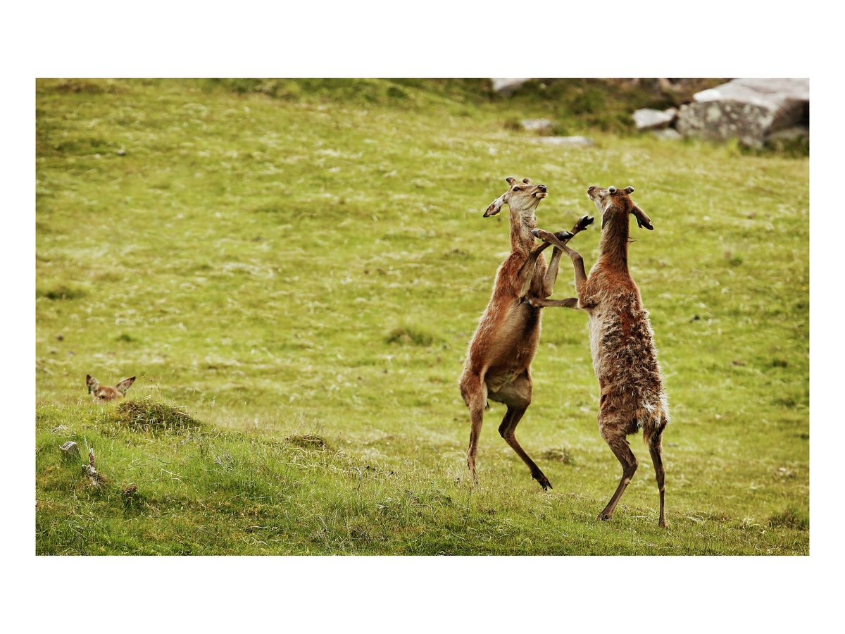 Sparring stags, June 2018