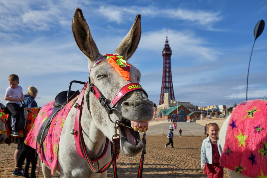 A laughing donkey by the pier