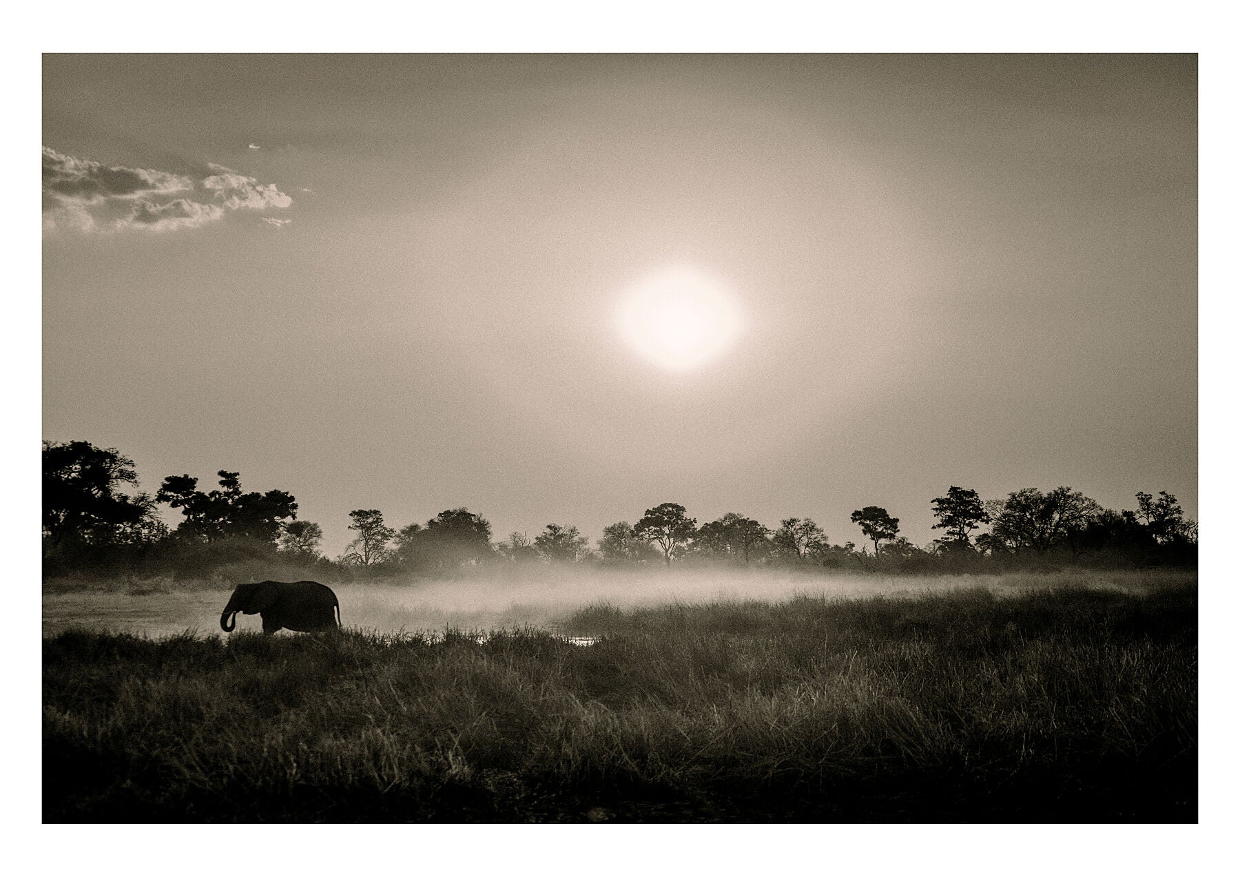 Solitary elephant at dawn’s light