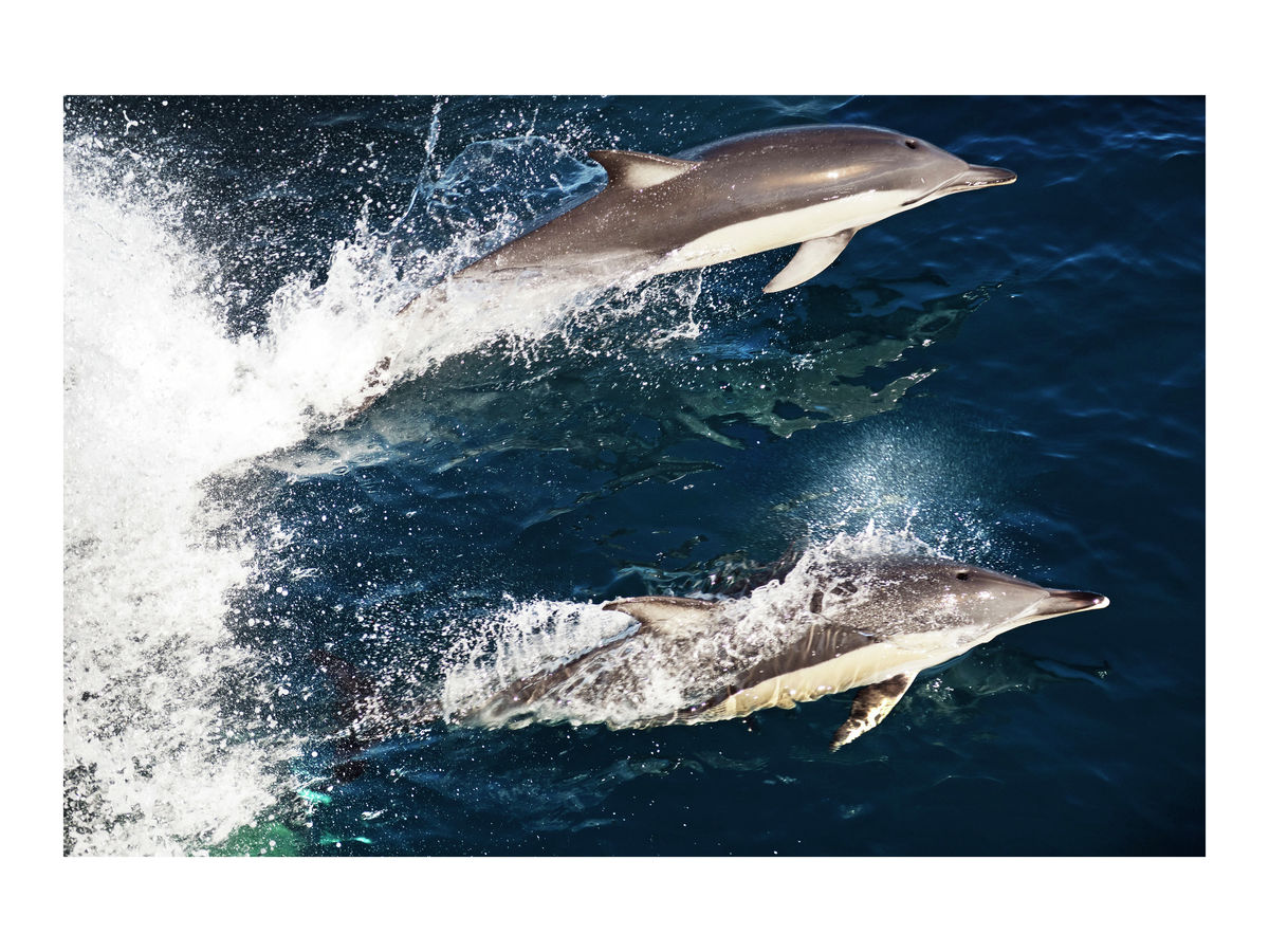 Dolphins, New Zealand, 2018