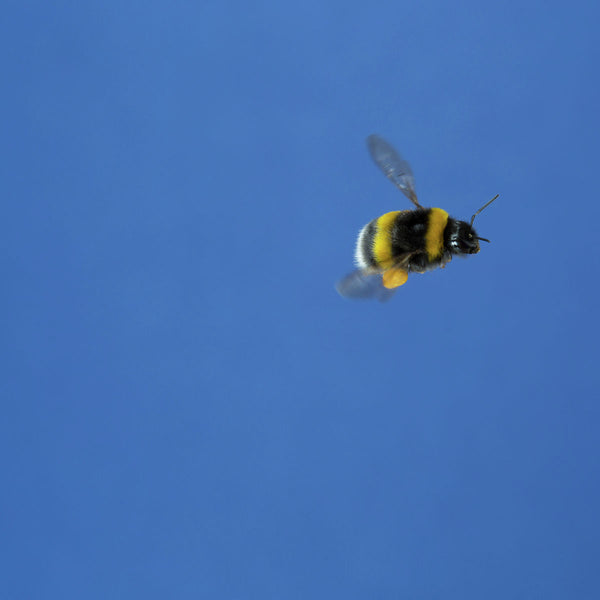 Blue bumblebee