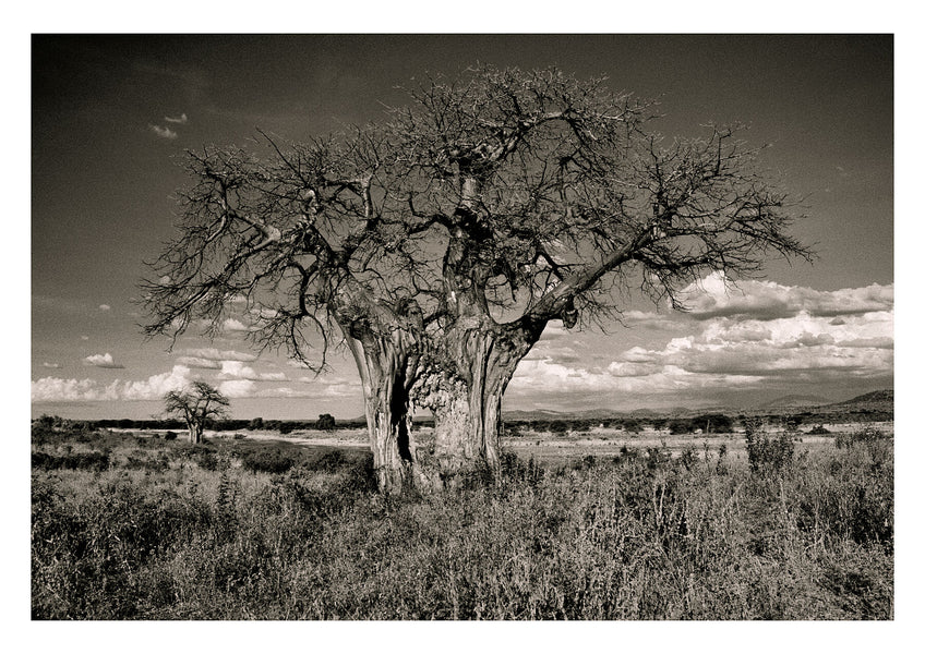 The magical baobab tree of Tanzania