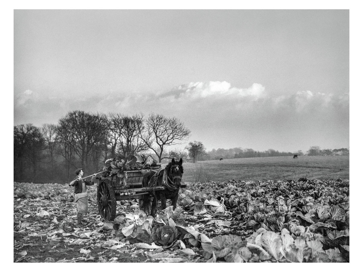 A farmer at work, 1939