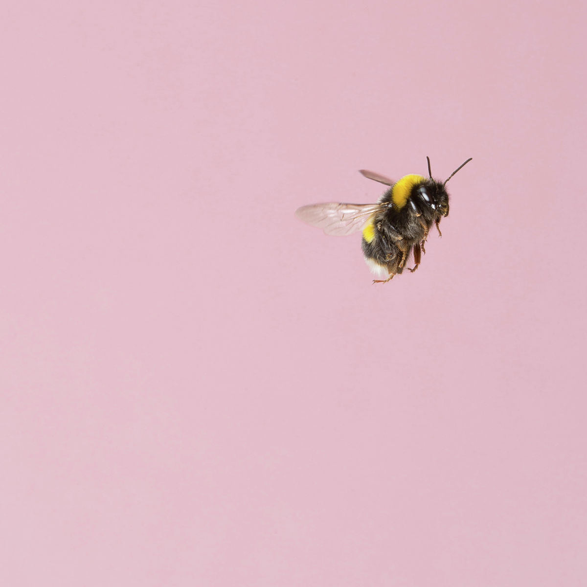 Pink Bumblebee