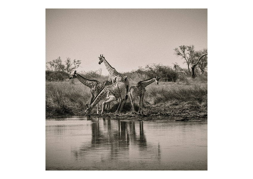 Giraffes refresh themselves at a watering-hole
